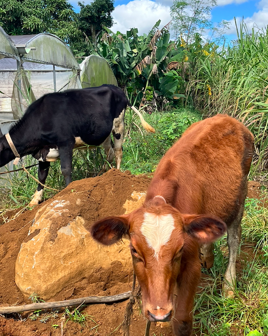 Sri Sri Krishna Balaram Farm Community